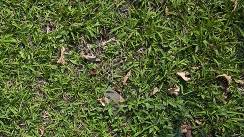 Green grass background animation Stock Footage 97009945