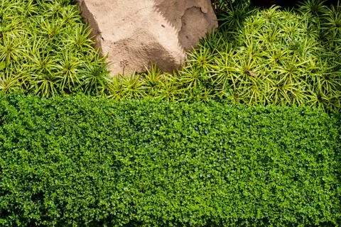 Green grass background with big stone and bush Foto stock