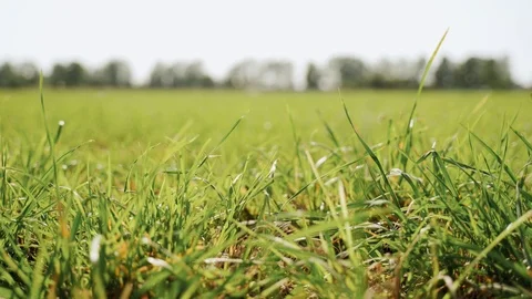Green grass on a background of blue sky Stock Footage 125794019