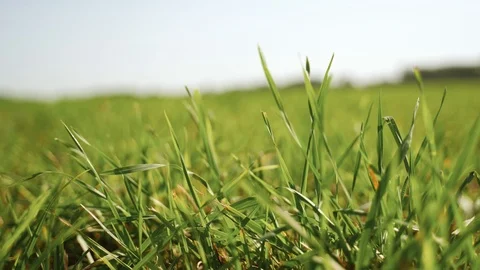 Green grass on a background of blue sky Stock Footage 125794189