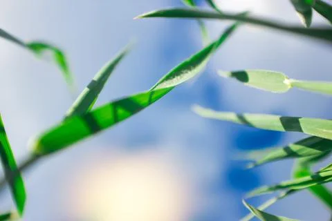 Green grass on a background of blue sky. Bottom view. Natural wallpaper. Stock Photos