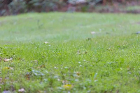 Green grass background with blurred background, shallow depth of field Stock Photos