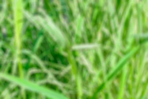 Green grass background. Blurred Stock Photos