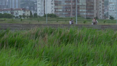 Green grass on the background of the city 4K Stock Footage 156207989