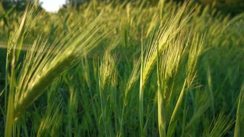 Green grass background close-up Stock Footage 169836667