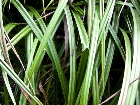Green grass background, close up of green grass texture, green grass background Stock Photos