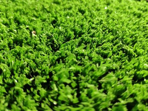 Green grass background close view Stock Photos
