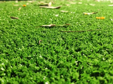 Green grass background close view Stock Photos