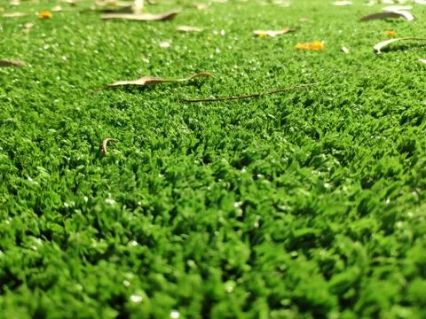 Green grass background close view Stock Photos