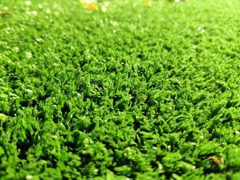 Green grass background close view Stock Photos