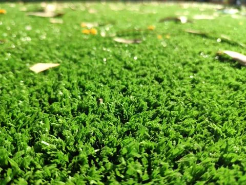 Green grass background close view Stock Photos