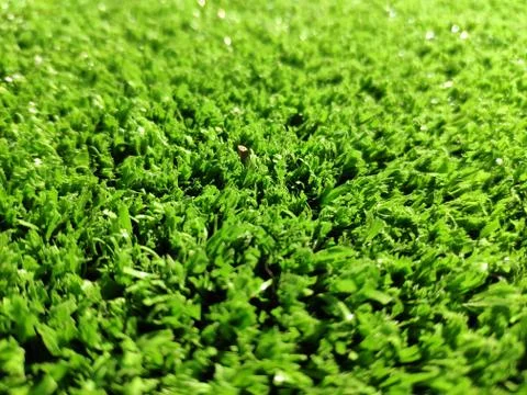 Green grass background close view Stock Photos