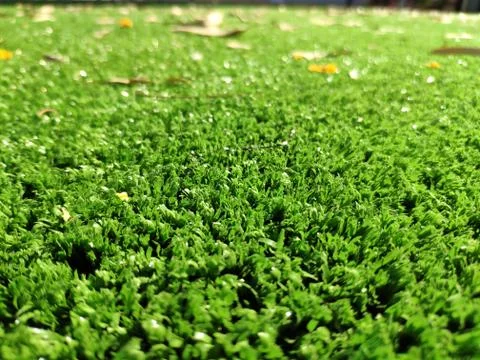 Green grass background close view Stock Photos