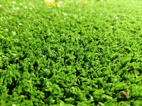 Green grass background close view Stock Photos