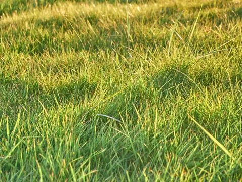 Green grass background close view, spring grass field Stock Photos