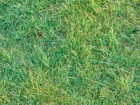 Green grass background close view, spring grass field Фото
