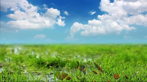 Green grass on a background cloudy sky Stock Footage 8560146