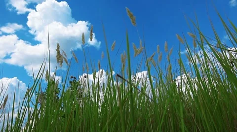 Green grass on a background cloudy sky Stock Footage 8607718