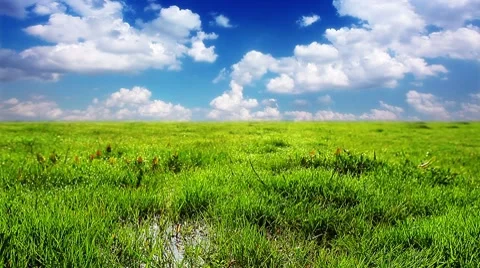 Green grass on a background cloudy sky Stock Footage 8647060