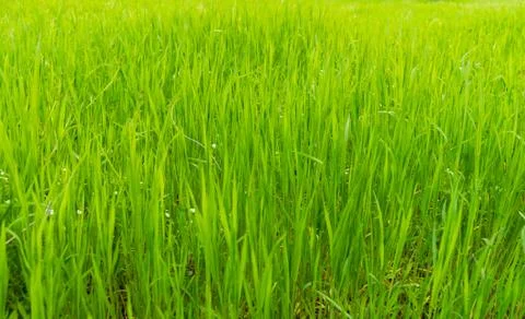 Green grass background for design Stock-Fotos