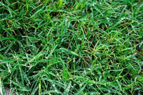 Green Grass Background with Dew Drops Stock Photos