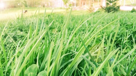 Green grass background, dogs playing outside in the summer Stock Footage 62477954