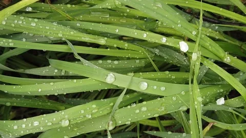 Green grass background. Drops of dew on the green grass in the forest. Stock Footage 130795943