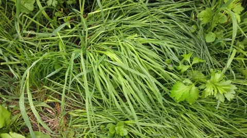 Green grass background. Drops of dew on the green grass in the forest. Video stock 130796168