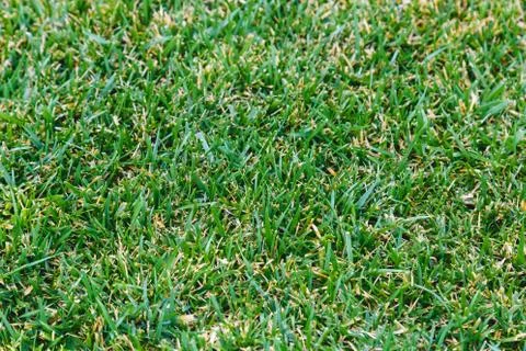 Green grass background field texture. Green lawn pattern textured background. Foto stock