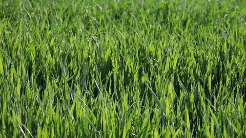 Green grass background Stock Footage 77416669