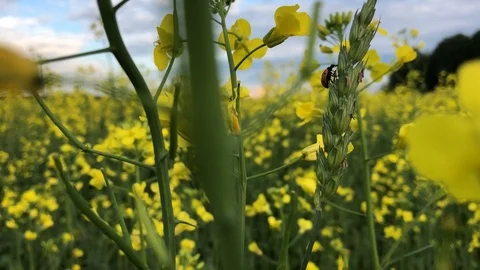 Green Grass Background Stock Footage 98450294