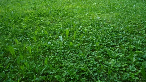 Green Grass Background Vídeo Stock 113462581