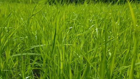 Green grass as a background Stock Footage 129889053