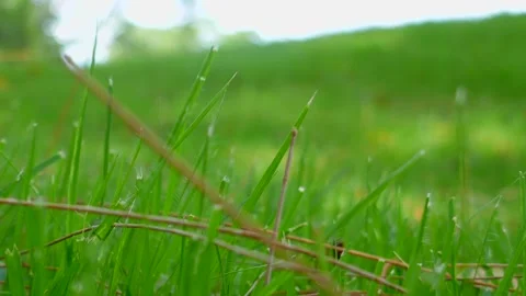 Green grass background Stock Footage 140383509