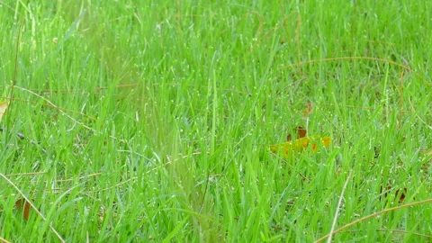 Green grass background Stock Footage 140383729