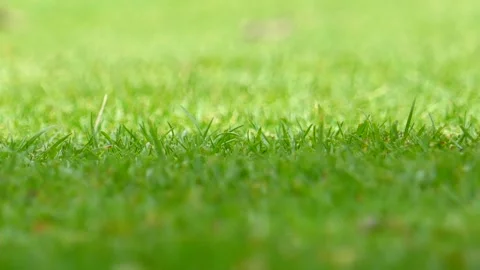 Green grass background Stock Footage 140383814