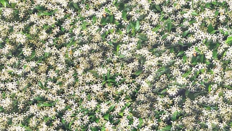 Green grass background Stock Footage 264246738