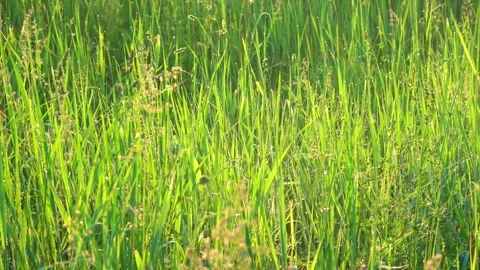 Green grass background Stock Footage 276876699