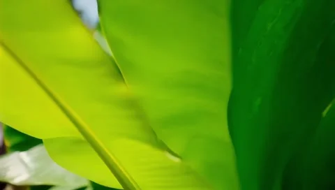 Green grass background Stock Footage 303843843