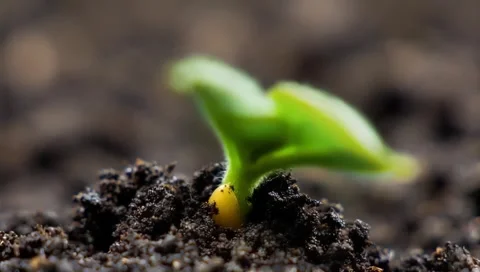 Green grass background Stock Footage 303843897