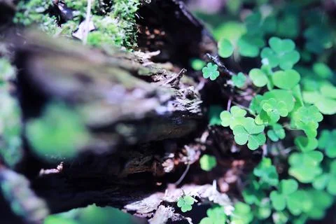 Green grass background. Four leaf clover symbol of St. Patrick's Day. Stock Photos