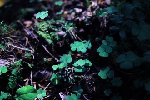 Green grass background. Four leaf clover symbol of St. Patrick's Day. Stock Photos