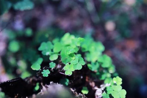 Green grass background. Four leaf clover symbol of St. Patrick's Day. Stock Photos