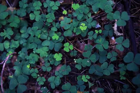 Green grass background. Four leaf clover symbol of St. Patrick's Day. Stock Photos