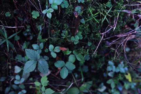 Green grass background. Four leaf clover symbol of St. Patrick's Day. Stock Photos