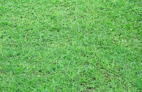 Green grass background, Grass background with water drops and covered in rain Stock Photos