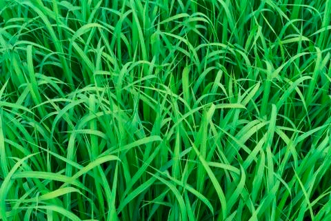 Green grass. Background from green grass. Stock Photos