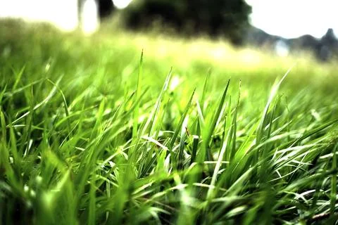 Green grass background image Photos