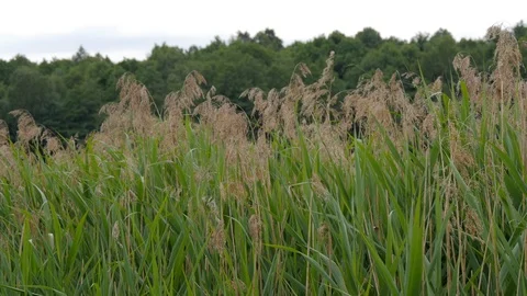 Green Grass On A Background Of Lake Stock Footage 91085927