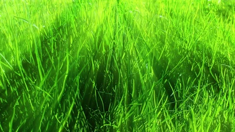 Green Grass Background Loop Stock Footage 102711620
